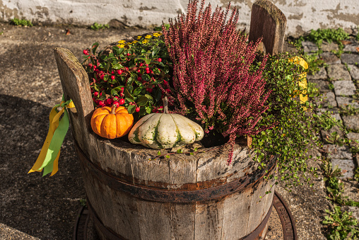 a wooden bucket with autumnal decoration planted with erica and wintergreen