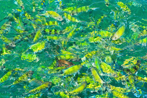 Fish in the sea Phi Phi Island krabi province thailand