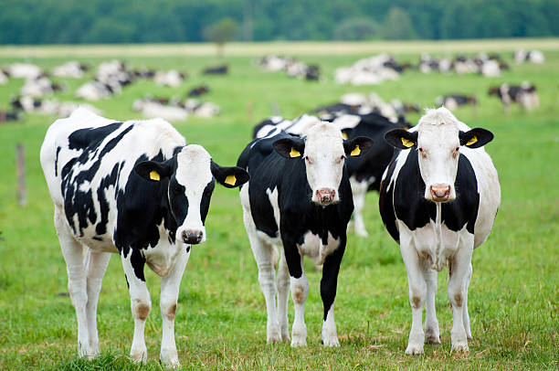 istock Three cows standing in front of a herd in the grass 175734089
