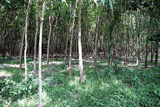 hévéa à plantation. - formal garden tropical climate park plant photos et images de collection