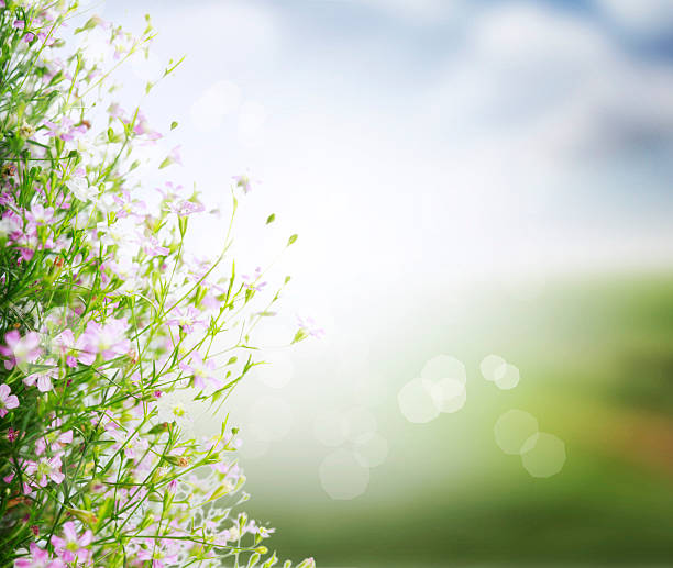 istock beautiful of bright flowers 175734694