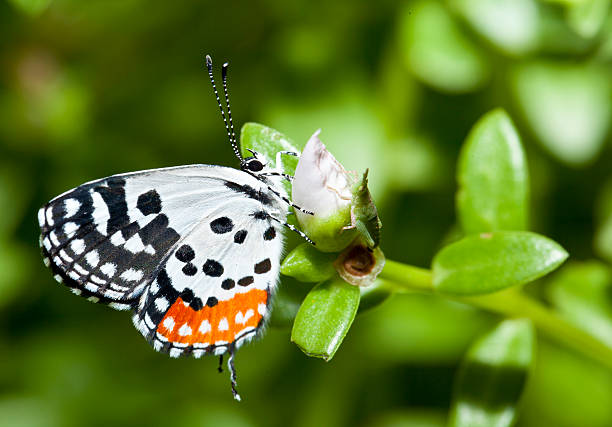 Red pierrot butterfly stock photo