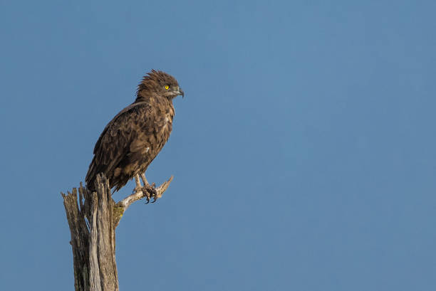 Brown Snake Eagle A brown snake eagle sitting on top of a tree stump at lake Nakuru brown snake eagle stock pictures, royalty-free photos & images