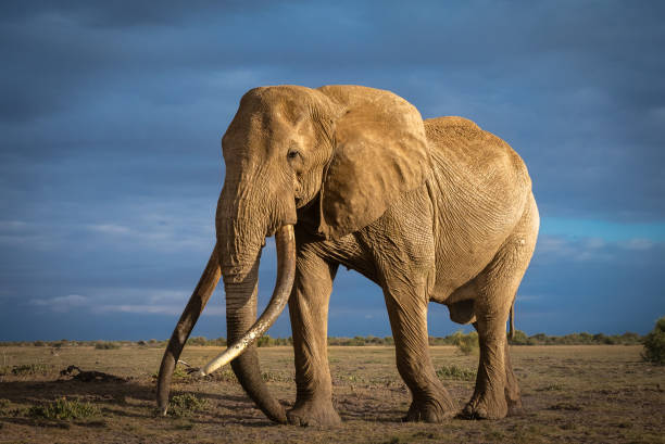 istock Craig the Super Tusker 1757351844