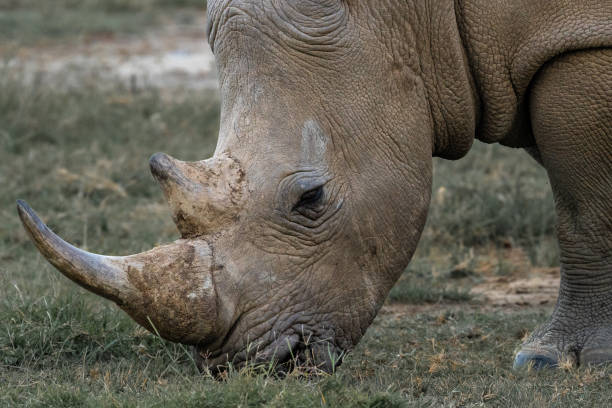 istock White Rhinoceros at Lake Nakuru 1757352365