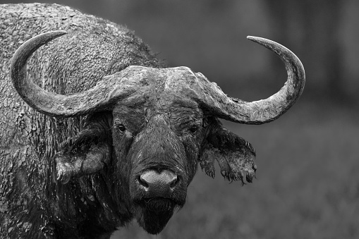 African buffalo in the Kruger National Park in South Africa seen in profile