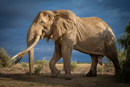 One of the largest elephant in in the world. Craig the super tusker just outside Amboseli National Park. Each of his trunk is rumoured to weigh 50 kgs.