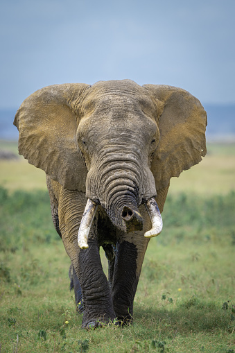 Close up shot (portrait) of an African elephant (Loxodonta africana) in the grassland near to Khwai river, Moremi National Park in Okavango Delta, Botswana, Africa.