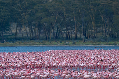 A massive flock of flamingos at Lake Nakuru national Park
