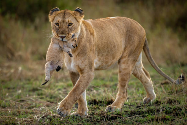 istock Female Lion carrying Cub 1757360368