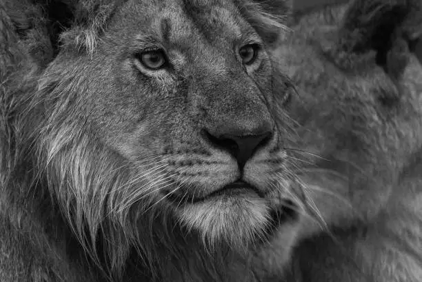 Close up of an adult male lion at Maasai Mara national reserve