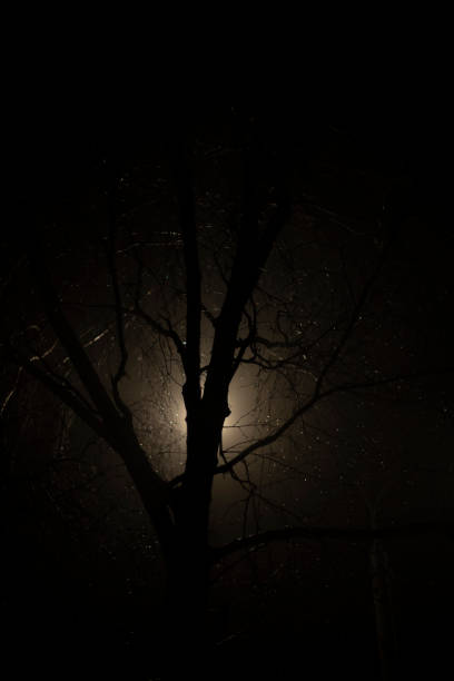 Tree in fog at night. Park at night. Tree silhouette.