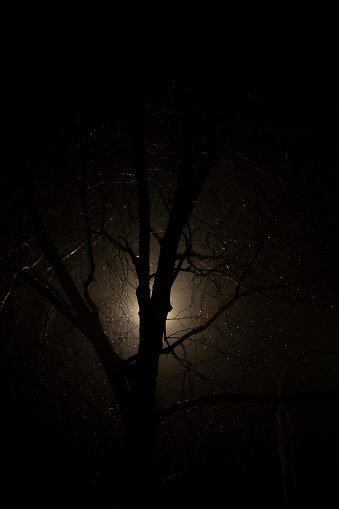 Tree in fog at night. Park at night. Tree silhouette. Gloomy picture.