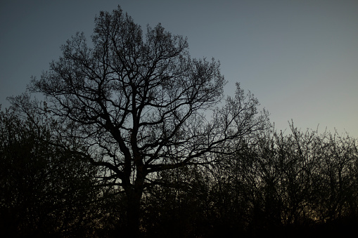 Large oak tree in forest. Tree in park. Sprawling oak branches. Pre-dawn hour in nature.