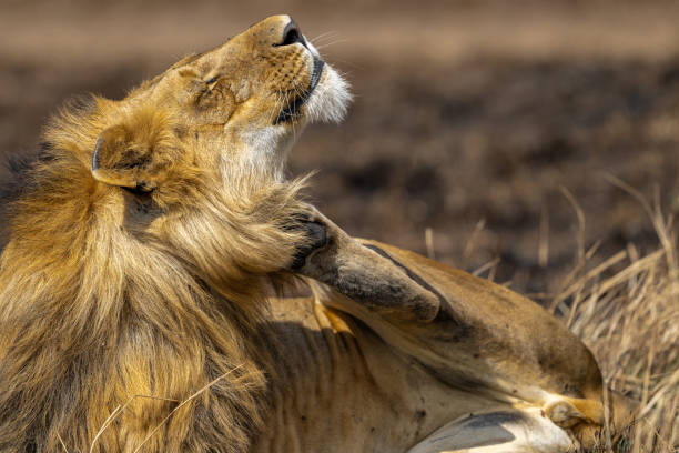 istock A male lion relaxing in the afternoon 1757361937