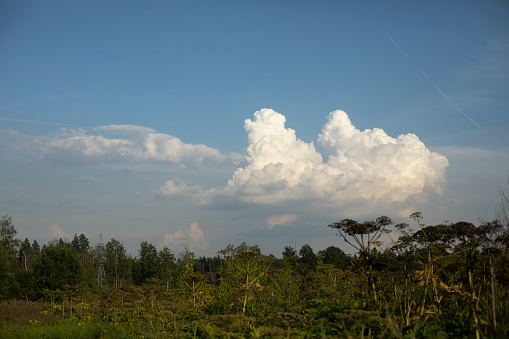 Cloud over forest. Natural scenery in summer. Field and forest. Details of nature.