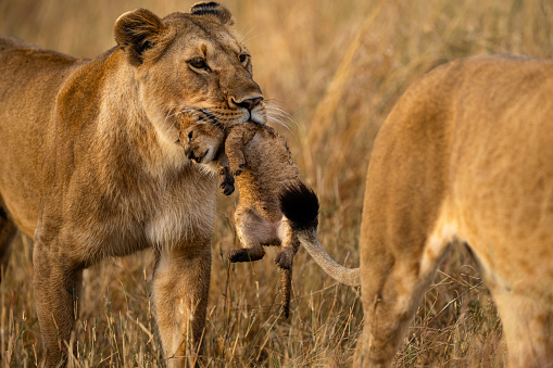 Early morning a female lion carries a week old cub in her mouth to a new hide out