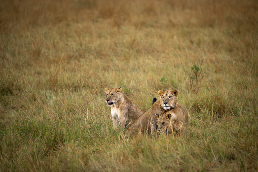 Young sub-adults in a playful mood as the rain begins in Maasai Mara National Reserve