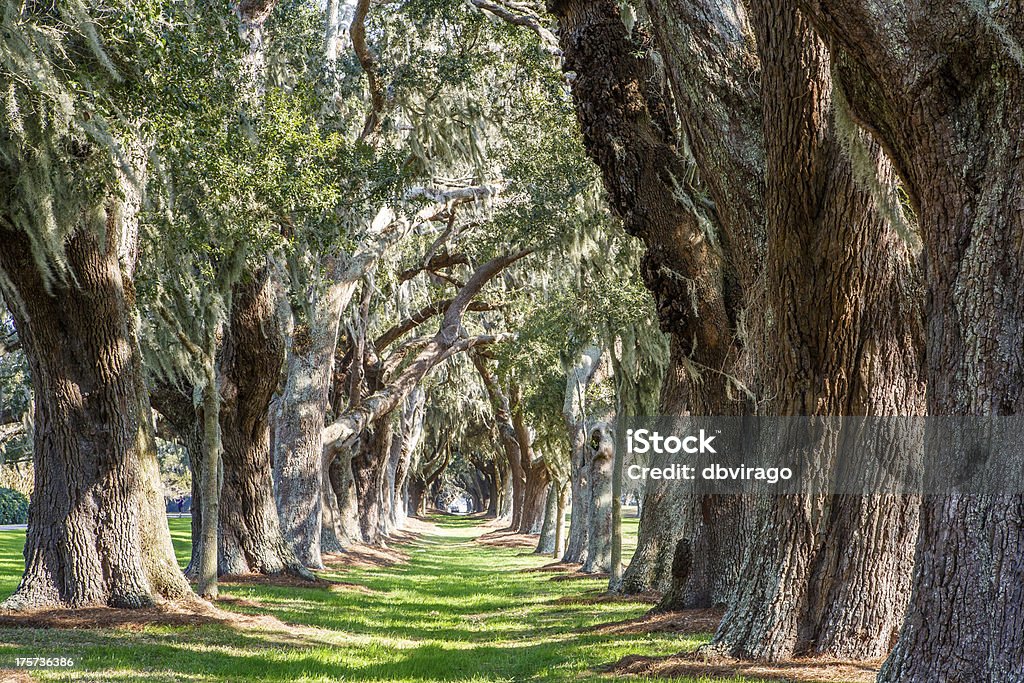 Солнечная зеленый пути между дуба деревья - Стоковые фото Миссисипи роялти-фри