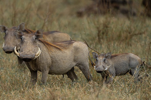 A family of Warthogs with the male intently looking at the camera.