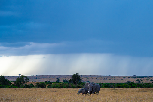 A rainy evening as Maasai Mara National Reserve with sheets of rain in the background while Elephant mother and calf are grazing in the foreground