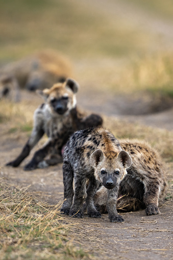 Speed Hyena cubs near their den at Maasai Mara National Reserve