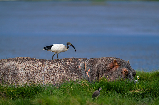 Sacred Ibis riding on a top of a Hippo in a swamp at Amboseli National Park