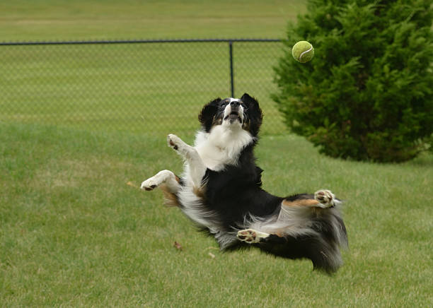 The dog playing with a baseball in the park, the dog trying to catch the thrown ball