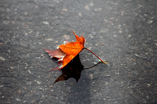 A fallen orange leaf lying in a puddle of water