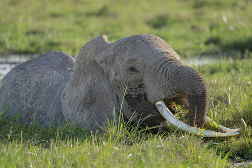 A large bull elephant with large tusk wading through the swamp of eating grass at Amboseli National Park
