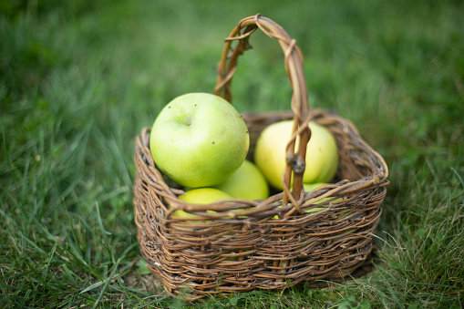 Green apples in basket. Small basket of apples. Fruits in autumn. Village Details. Healthy food.