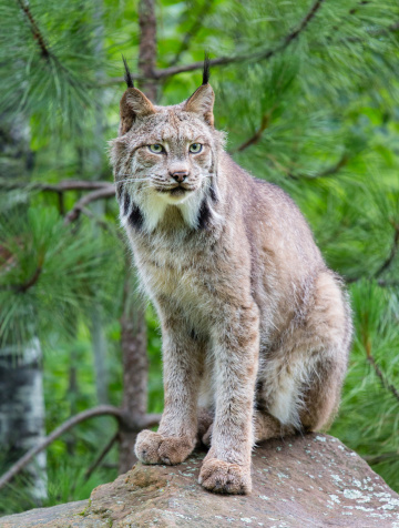 Canada Lynx in Forest