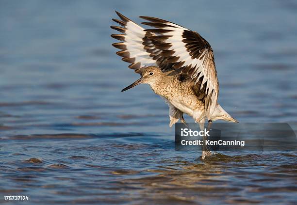 Willet - Fotografie stock e altre immagini di Acqua - Acqua, Ala di animale, Ambientazione esterna