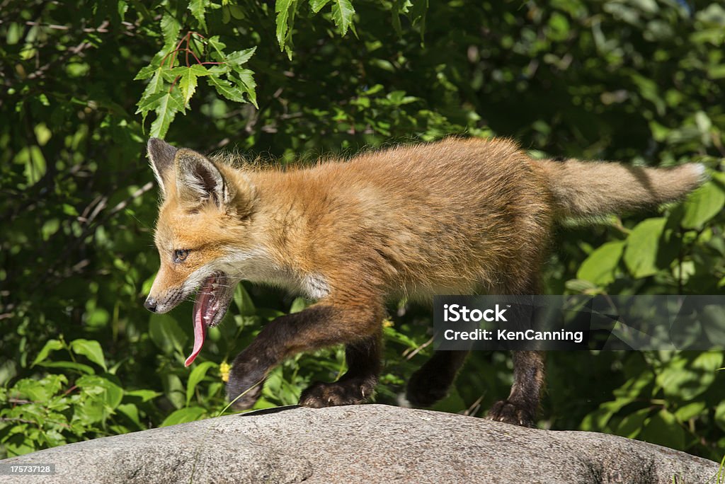 Cachorro de zorro rojo - Foto de stock de Aire libre libre de derechos