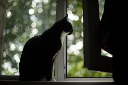 Cat sits on window. Black cat at home. Animal is looking outside. Black wool. Pet in apartment.