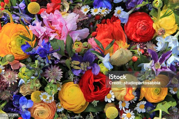 야생화 배열 밝은 색상 0명에 대한 스톡 사진 및 기타 이미지 - 0명, 꽃잎, 노랑