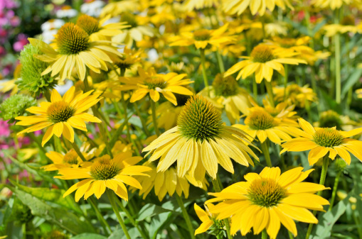 Beautiful green eyed susans, relatives of the black eyed susan in a garden. Nice summer background.