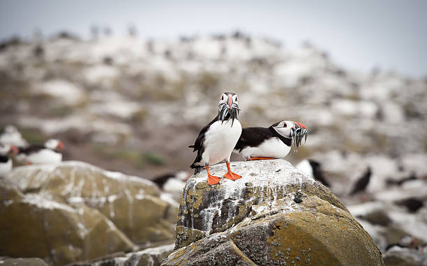 istock Two atlantic puffins with beaks full of fish 175737412