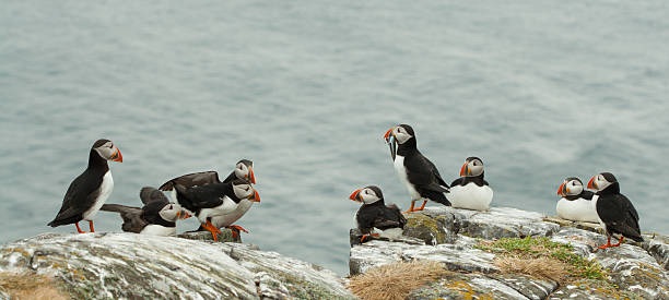 istock group of puffins 175738629