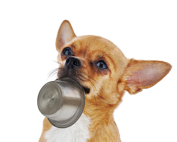 istock Red chihuahua dog with bowl isolated on white background. 175738681