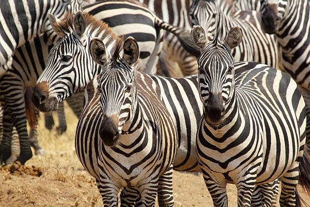 istock Herd of common zebras 175738779