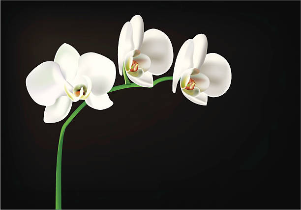 weiße orchidee, isoliert auf schwarz - moth orchid stock-grafiken, -clipart, -cartoons und -symbole