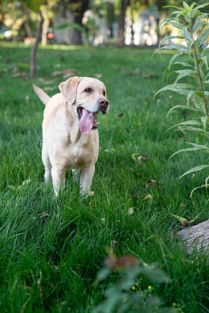 istock Dog, white labrador walking in park, summer, green grass background 1757391608