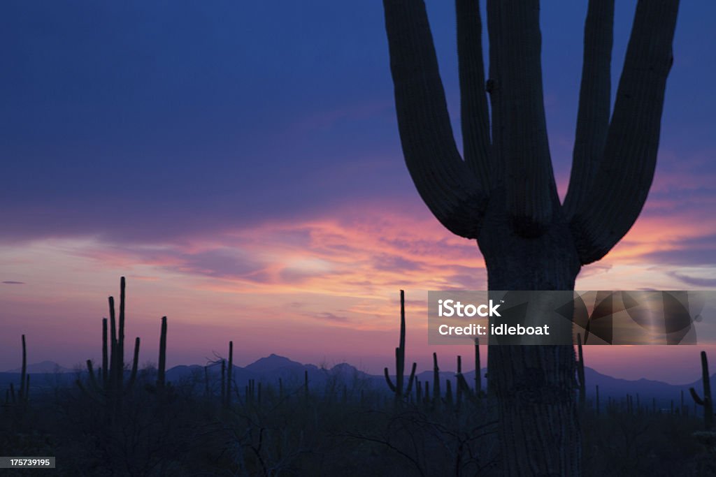 Saguaro y violeta Sky - Foto de stock de Aire libre libre de derechos
