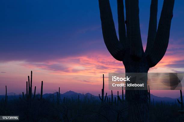 Saguaro E Viola Cielo - Fotografie stock e altre immagini di Ambientazione esterna - Ambientazione esterna, Arizona, Cactus