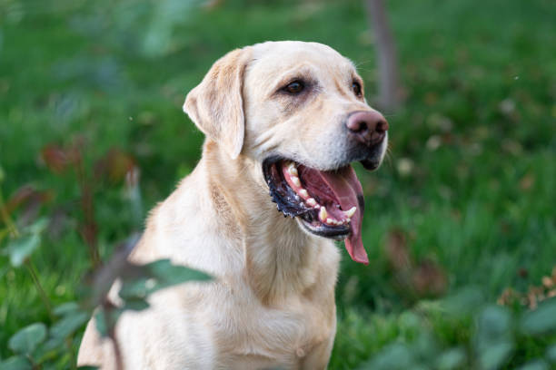 istock Dog, white labrador walking in park, summer, green grass background 1757392142