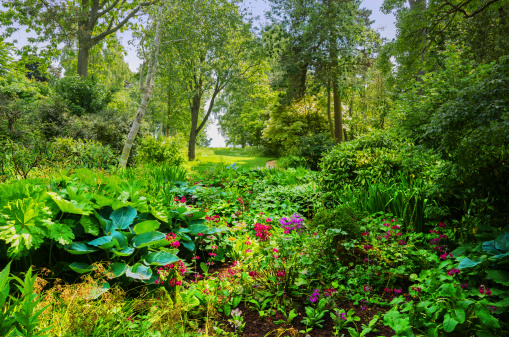 a lush green english garden in summer