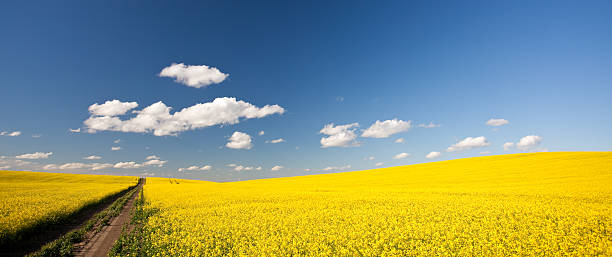 prairie road - prairie agriculture cloud cloudscape - fotografias e filmes do acervo