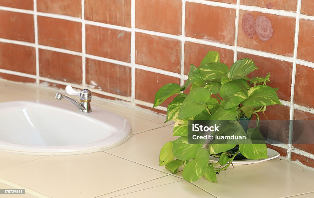 Plantas ornamentais com pias - Foto de stock de Apartamento royalty-free