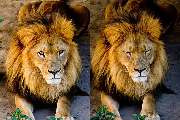 istock lion Set of pictures 175739935